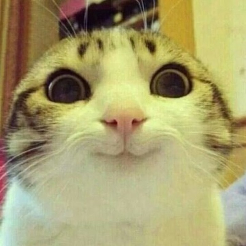 Create meme: smiling cat, cat , a cat with a smile