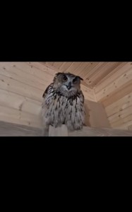 Create meme: owl, long-eared owl, owl