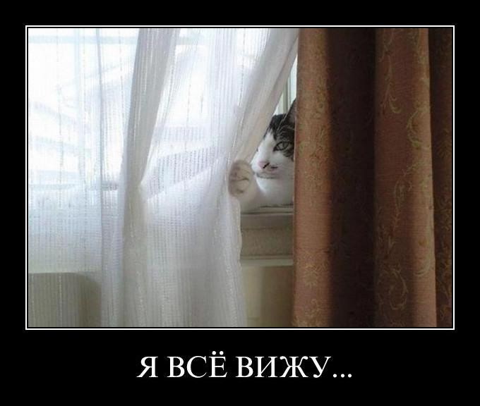 Create meme: The cat on the curtain, I can see everything., kote demotivators