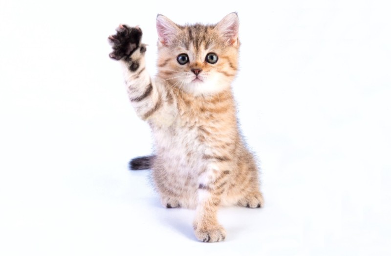 Create meme: kitties , cute kittens on a white background, cat 