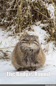 pallas cat meme