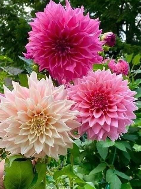 Create meme: dahlias, dahlia flowers, pink dahlias