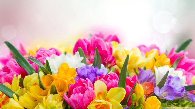 Create meme: a bright spring bouquet, tulips background, beautiful spring bouquets