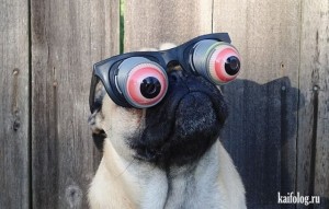 Create meme: pug dog, funny pug, pug