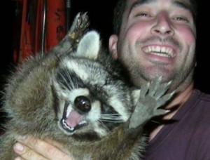 Create meme: raccoons in Murmansk, raccoon, raccoon bites
