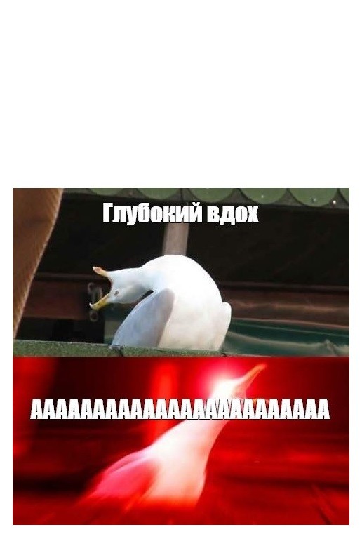 Создать мем: глубокий вдох а мем кот, мем с чайкой глубокий вдох, чайка мем