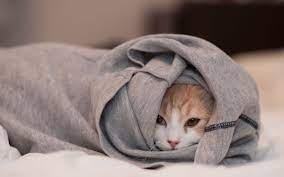 Create meme: a cat in a blanket, the cat in the blanket, a cat in a hood