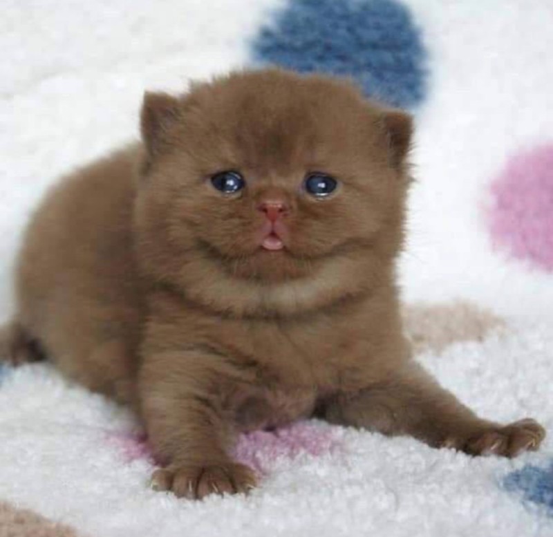 Create meme: The British kitten, british cat color cinnamon, british chocolate kitten