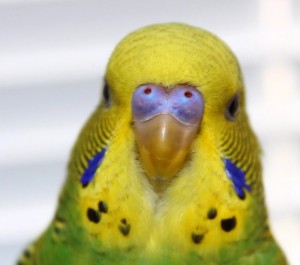 Create meme: budgie, budgie