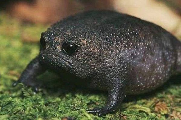 Create meme: black rain frog breviceps fuscus, african narrow - necked frog, African rain frog