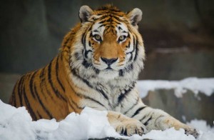 Create meme: the Amur (Ussuri) tiger, tiger, animals tiger