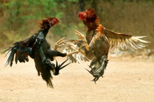 Create meme: fighting chickens, cockfighting