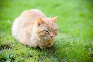 Create meme: a disgruntled ginger cat, kitten redhead, red cat
