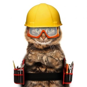 Create meme: the day of the Builder, Builder, cat in a helmet