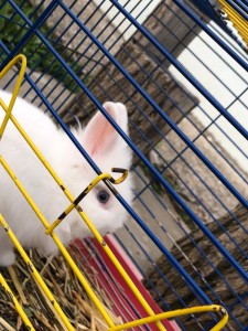Create meme: farm rabbits, rabbit in a cage, animals