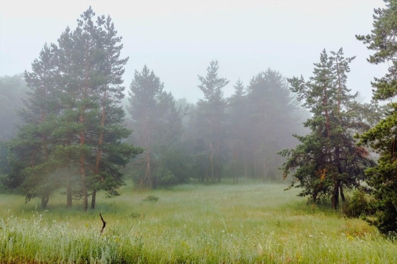 Create meme: forest misty, early morning in the forest, fog in the forest