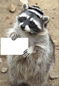 Create meme: raccoon, raccoon gargle, evil raccoon a gargle