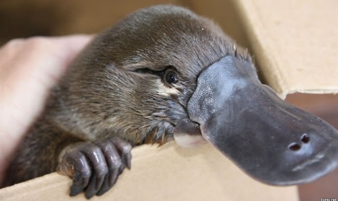 Create meme: animal platypus, duckbill, the platypus is a mammal