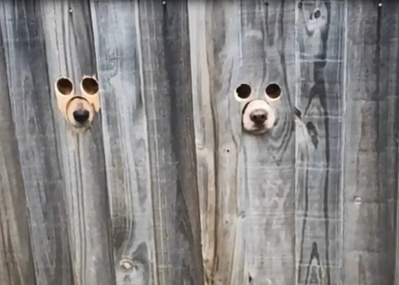 Create meme: holes in the fence for dogs, a hole in the fence, a hole in the fence for a dog