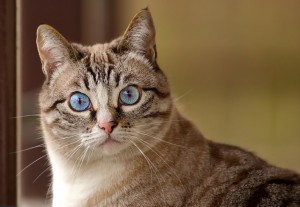 Создать мем: глаза кошки, голубоглазая кошка, кошечка