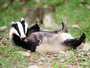 Create meme: the fat badger, hunting badger, badger fat