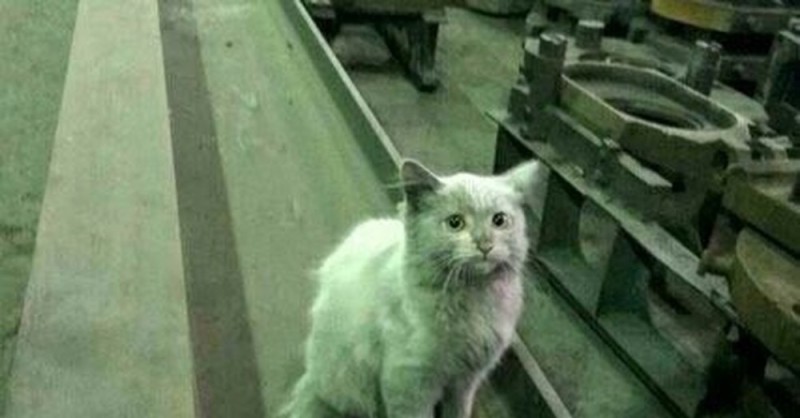 Create meme: a cat at the factory, the cat is a factory worker, the cat in the shop