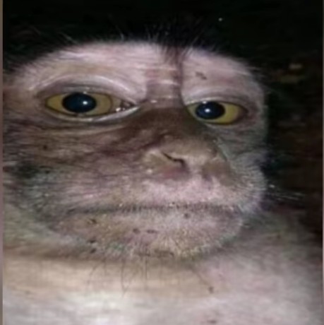 Create meme: macaque meme, Yasha the monkey