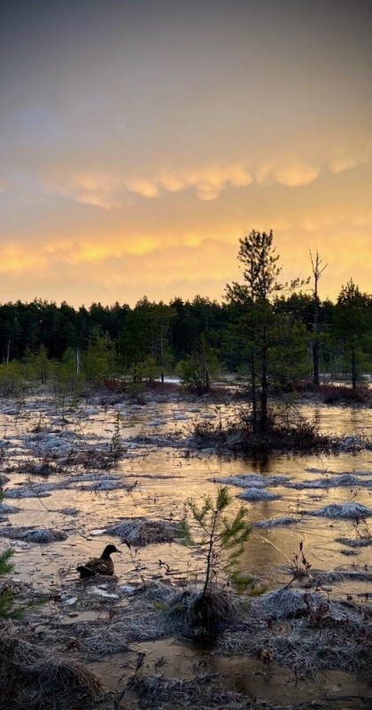 Create meme: yupyauzhshuo swamp Karelia, Mukhinsky marshes of the Leningrad region, swamps of russia