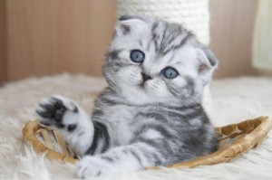 Create meme: Scottish fold cat, Scottish fold