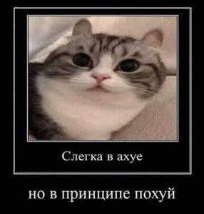 Create meme: cute cats, cats, cat