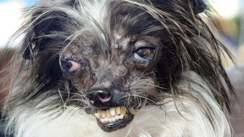 Создать мем: мемный пикч 2021 чёрный юмлр, собака страшная порода, китайская хохлатая собака