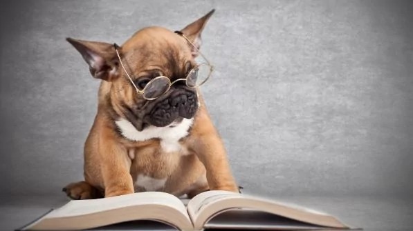 Create meme: English language board, A dog with glasses, dog French bulldog