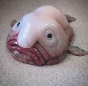 Создать мем: blobfish рыба, рыба-капля (blobfish), рыба капля из семейства психролютовые