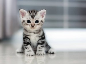 Create meme: Shorthair, beautiful kittens