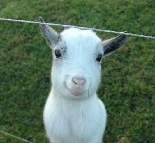 Create meme: goat white, white goat, white goat
