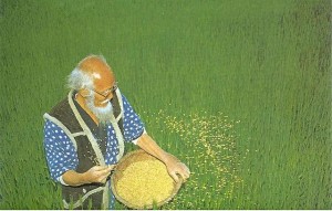 Создать мем: pbf индия pan bio farm, пакистан сельское хозяйство, поле риса