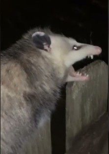 Create meme: screaming possum, maxim gorky, possum yawns
