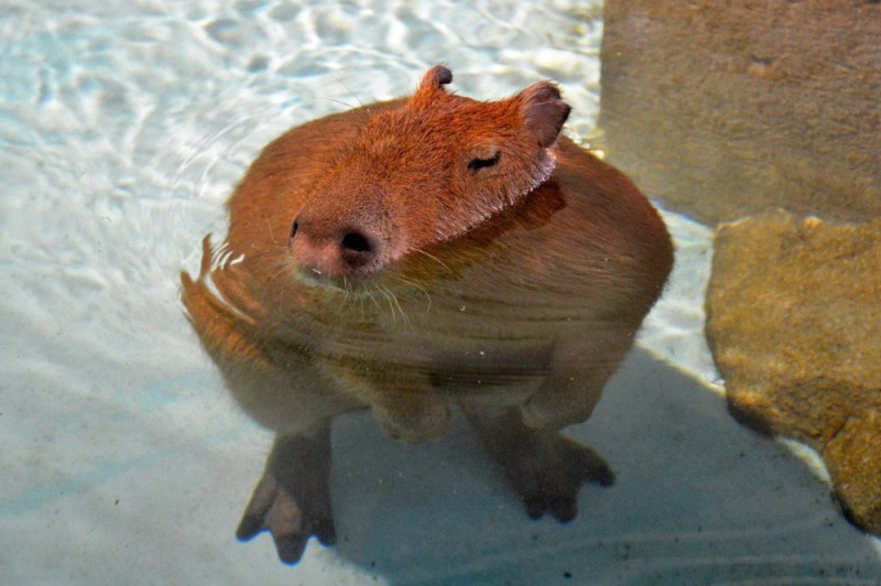 Create meme: capybaras , a pet capybara, big capybara