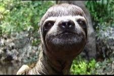 Create meme: sloth funny, sloth, animal sloth