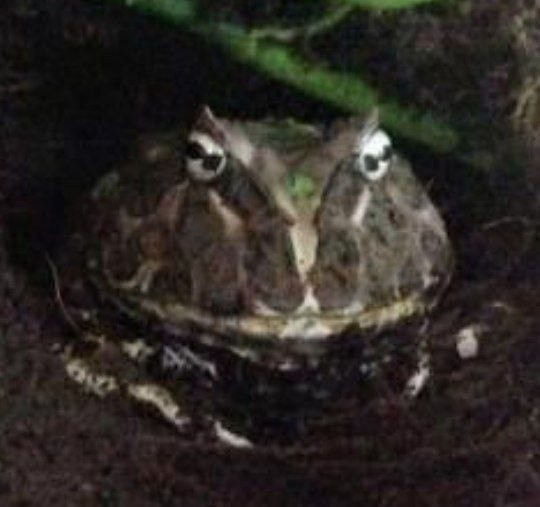 Create meme: horned frog, horned land frog, toad frog