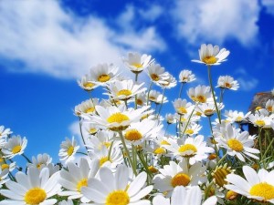 Create meme: chamomile field, chamomile, field of daisies
