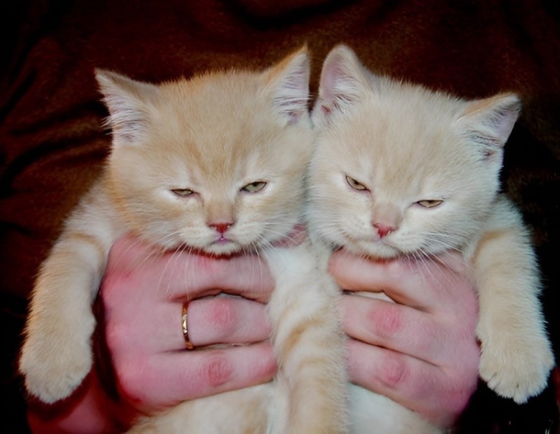 Create meme: ginger kitten , cat , grey white and red kittens together
