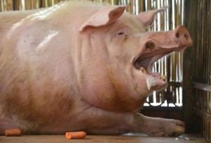 Create meme: boar, pig, boar