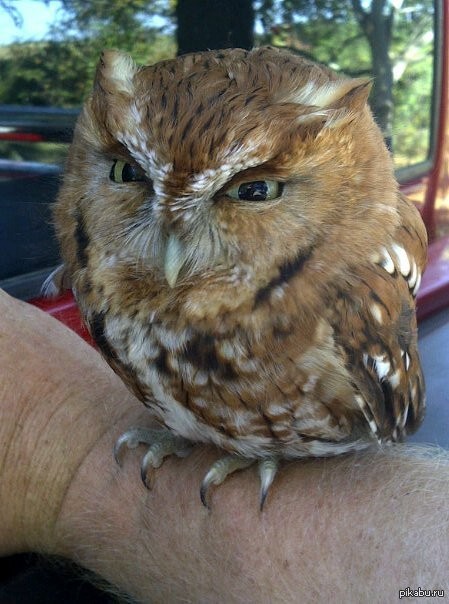 Создать мем: недовольная сова, злая сова, eastern screech owl