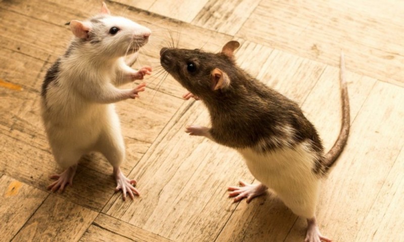 Create meme: Rats are fighting, rat Pasyuk, two rats