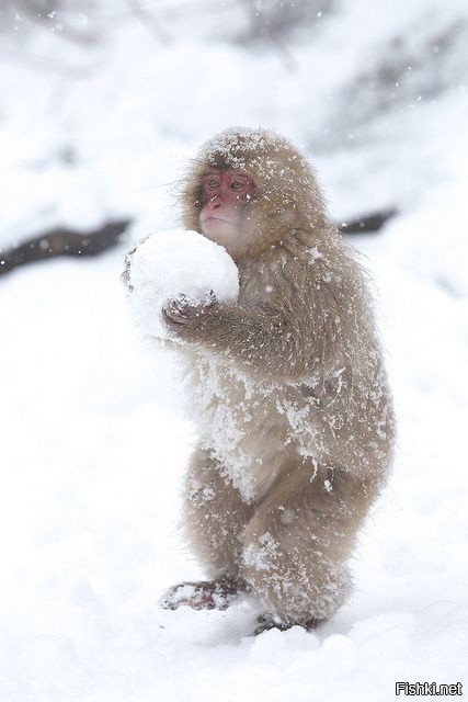 Create meme: funny animals in winter, monkey in winter, winter animals