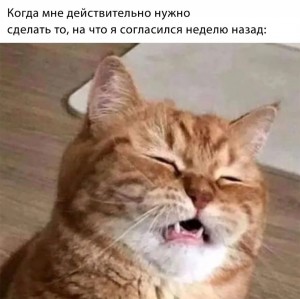 Create meme: memes, cat, cat suspects