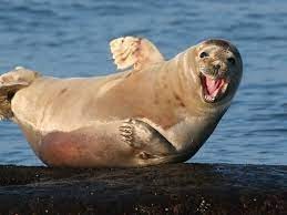 Create meme: seal white, seal, sea lion