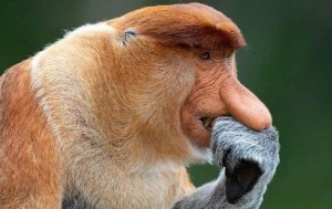 Create meme: nose monkey, a proboscis monkey, nosey monkey