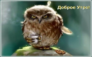 Create meme: unhappy owl, owl mug, morning owl